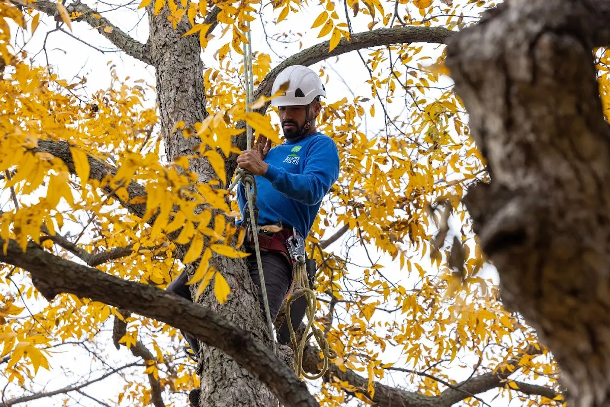 Skilled Tree Pruning crew working in Petersburg